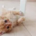 Рыжий котенок стал членом клуба исторической реконструкции в Рузе