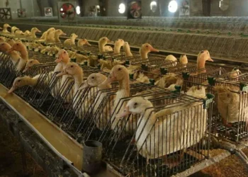 Власти штата Нью-Йорк оспорили запрет продажи фуа-гра