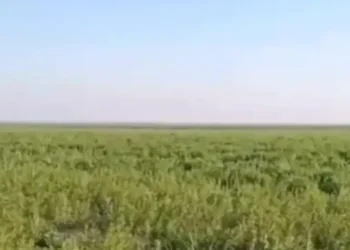 Травяные джунгли: в Сети появились снимки, во что превратилось некогда многоводное Каховское водохранилище