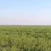 Травяные джунгли: в Сети появились снимки, во что превратилось некогда многоводное Каховское водохранилище