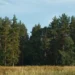Площадь заказника с десятками краснокнижных животных увеличили в 3,5 раза в Луховицах и Коломне