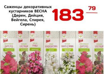 Саженцы декоративных кустарников ВЕСНА Дерен, Дейция, Вейгела, Спирея, Сирень