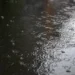 Почти половина месячной нормы осадков выпала в некоторых районах Подмосковья за сутки