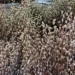 Жителям Подмосковья рассказали, где купить вербу