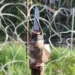 Туск заявил об укреплении границы с Белоруссией после ранения в зад польского пограничника