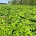 В Подмосковье продолжаются активные работы по борьбе с борщевиком