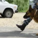 В Красноярском крае рассказали о поисках пропавшей семьи Усольцевых