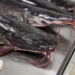 Российские рыбаки поймали тунца-гиганта стоимостью $2 млн