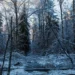 Белые на темной земле: как аномально теплая зима в Подмосковье превратила природный камуфляж зверей в ловушку