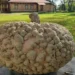 Урожай со старинными корнями: редкую «арахисовую тыкву» вырастили в Подмосковье